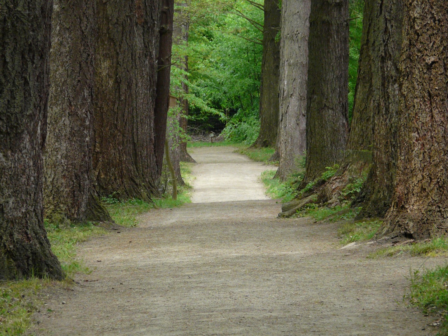 Arboretum w Karnieszewicach